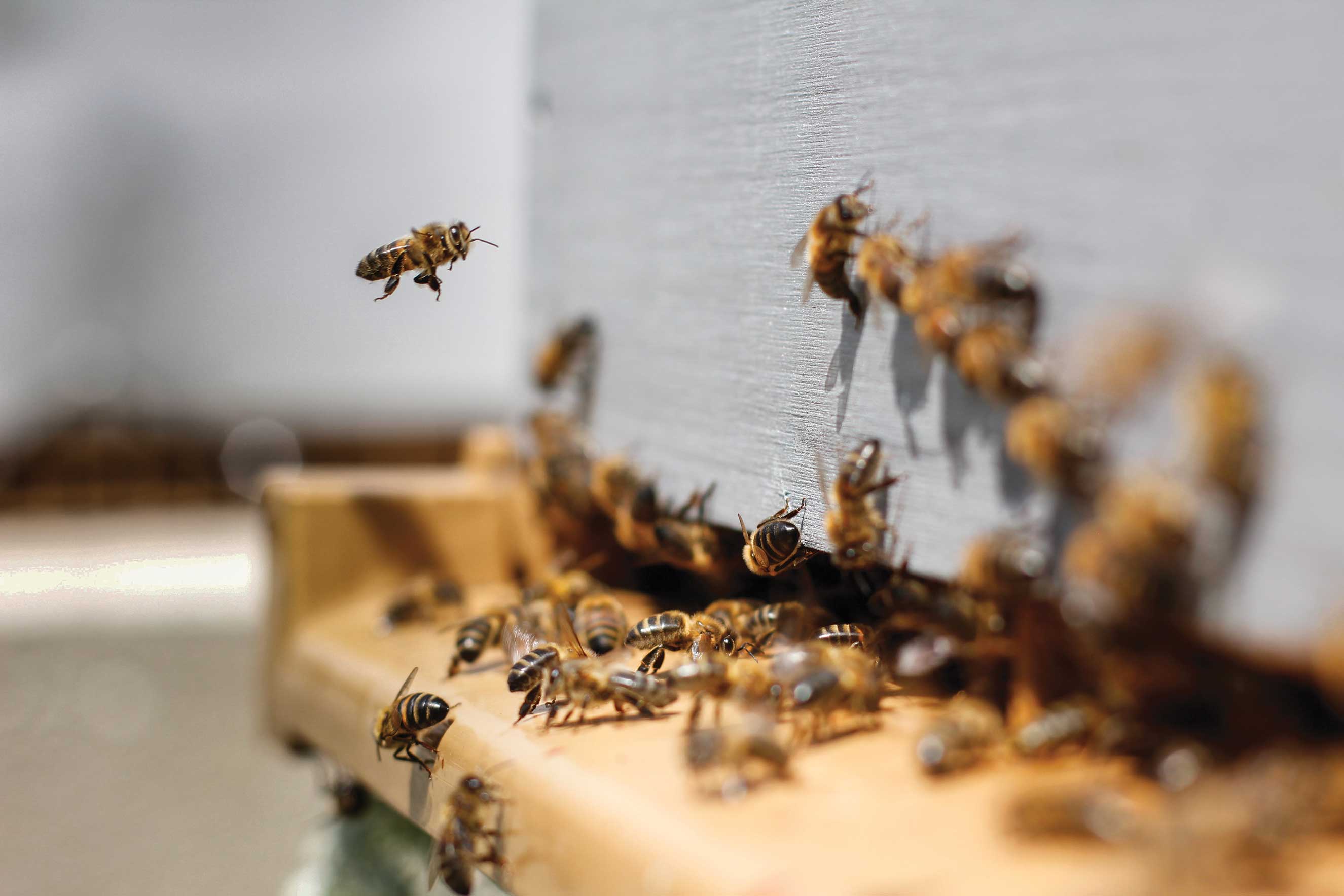 A Day in the Life of a Cape Cod Beekeeper