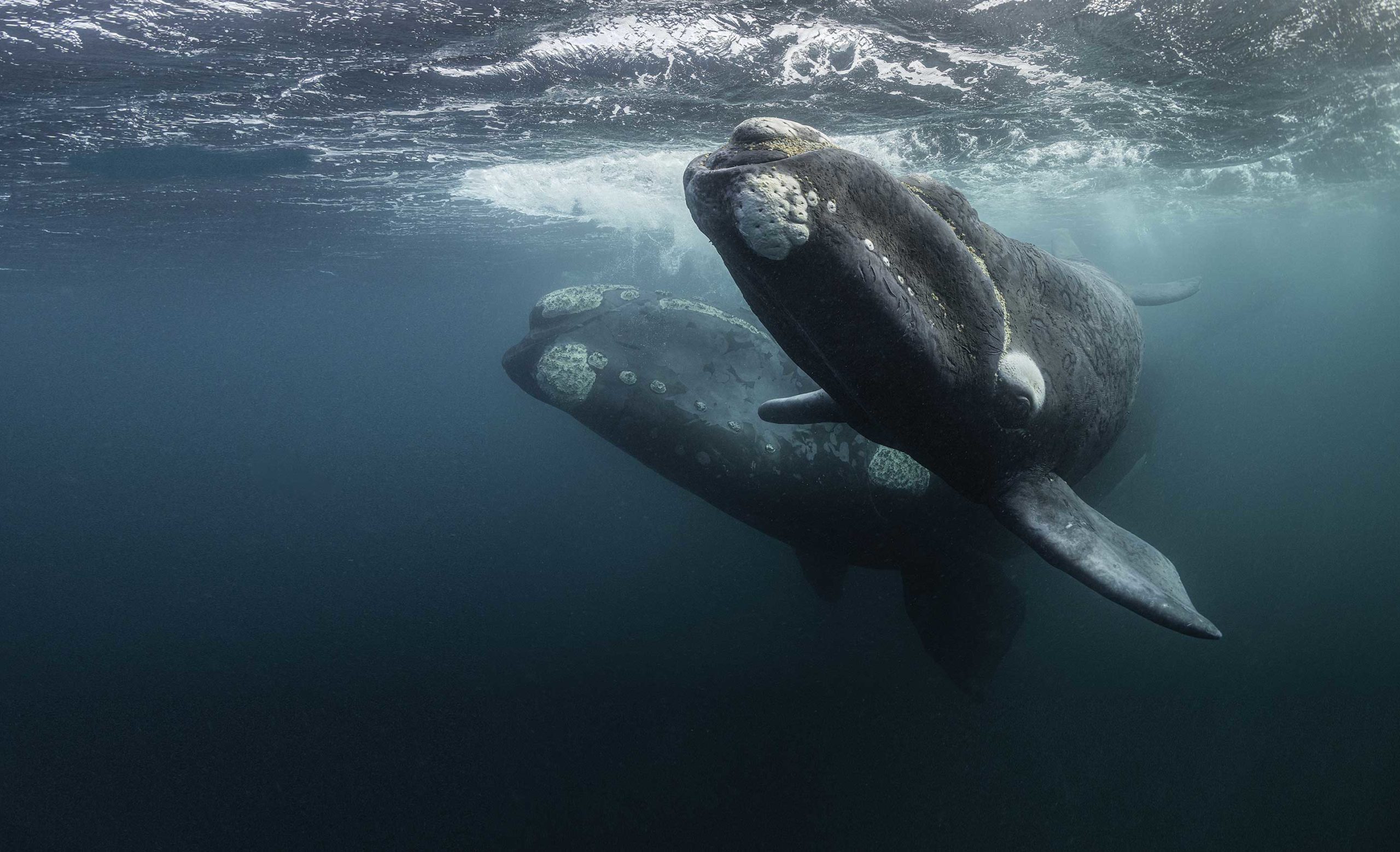 Historic Numbers of Right Whales Skim Feeding off Cape Cod