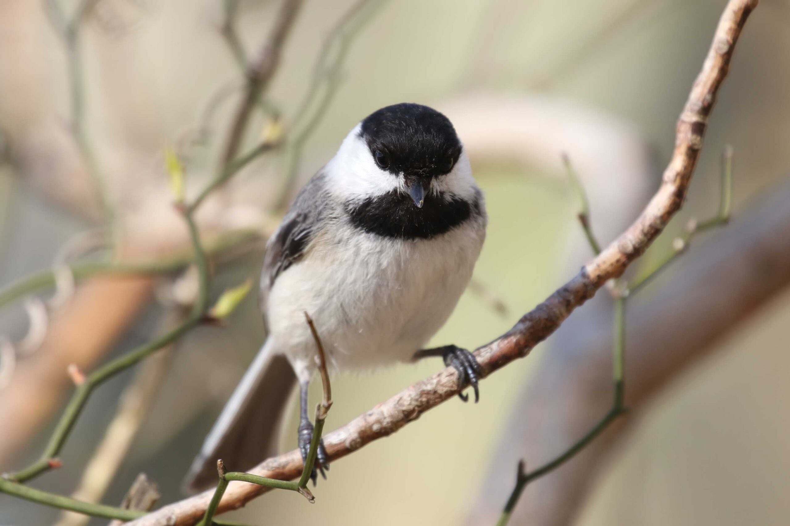 A Beginner’s Guide to Birding on Cape Cod & the Islands