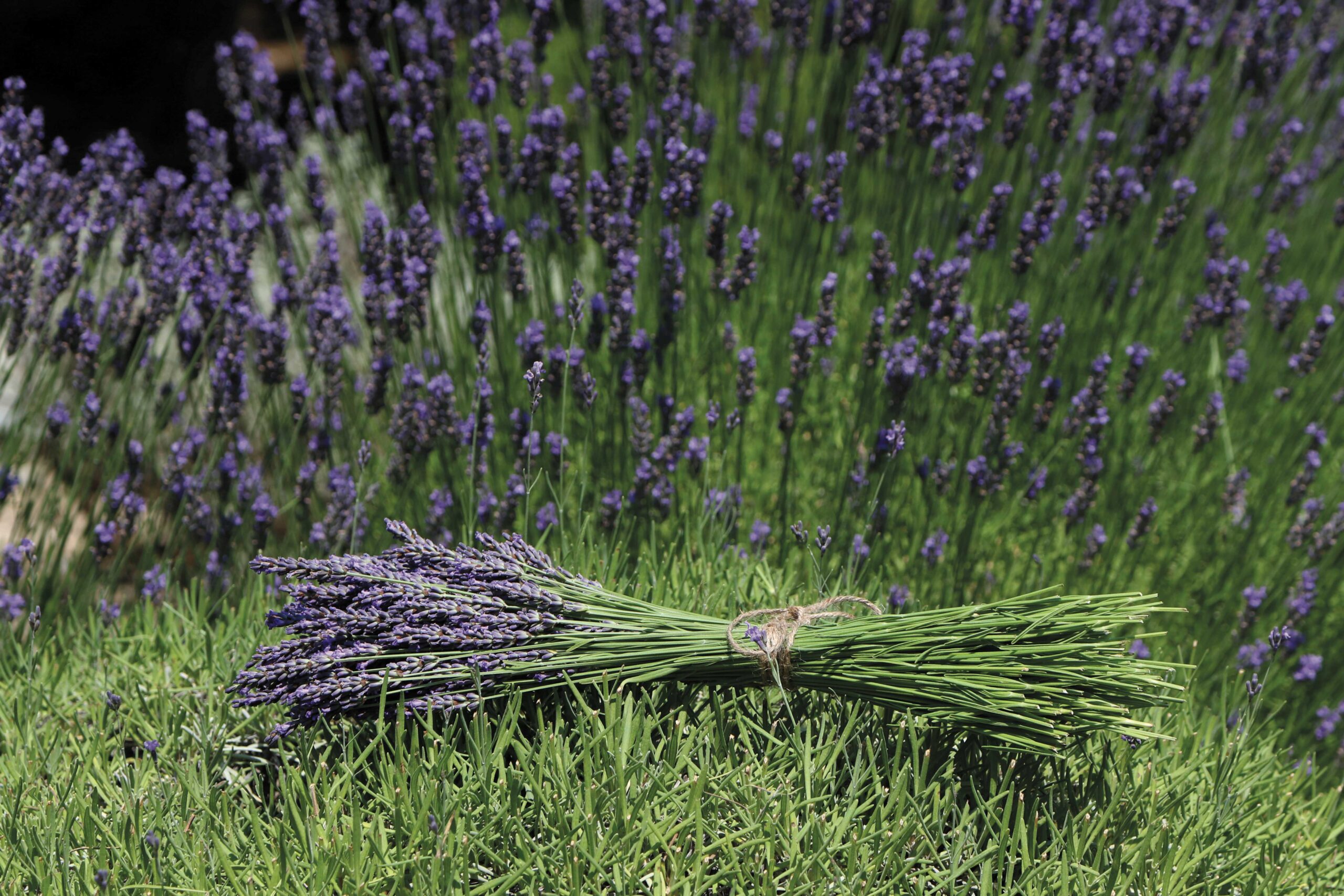 Keep Calm and Lavender On