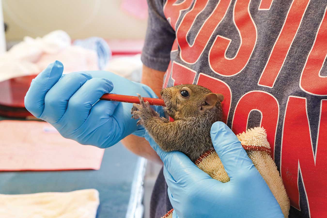 A Second Chance for Cape Wildlife