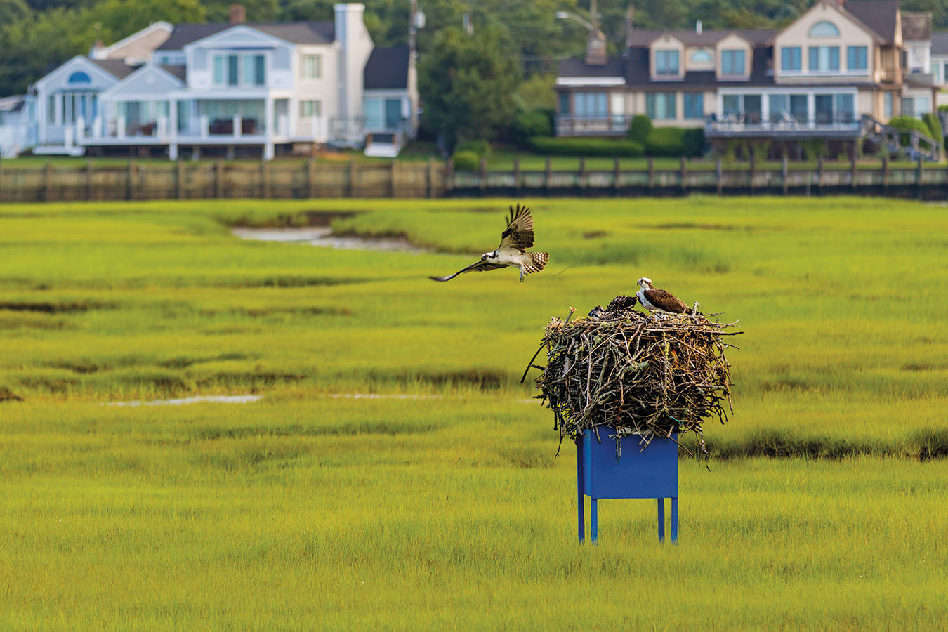 The Great Osprey Success Story