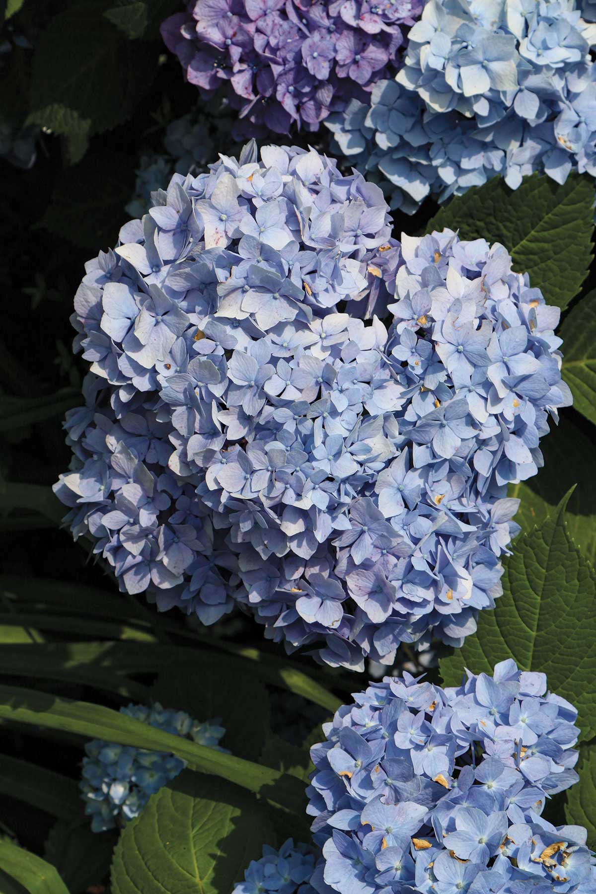 Hydrangeas