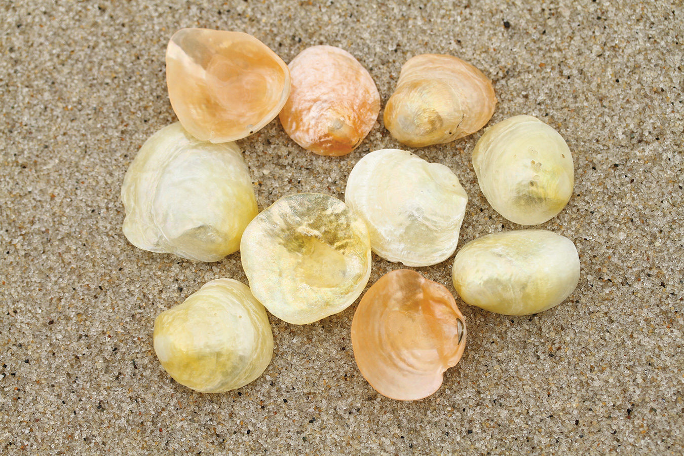 Treasures on the Shoreline