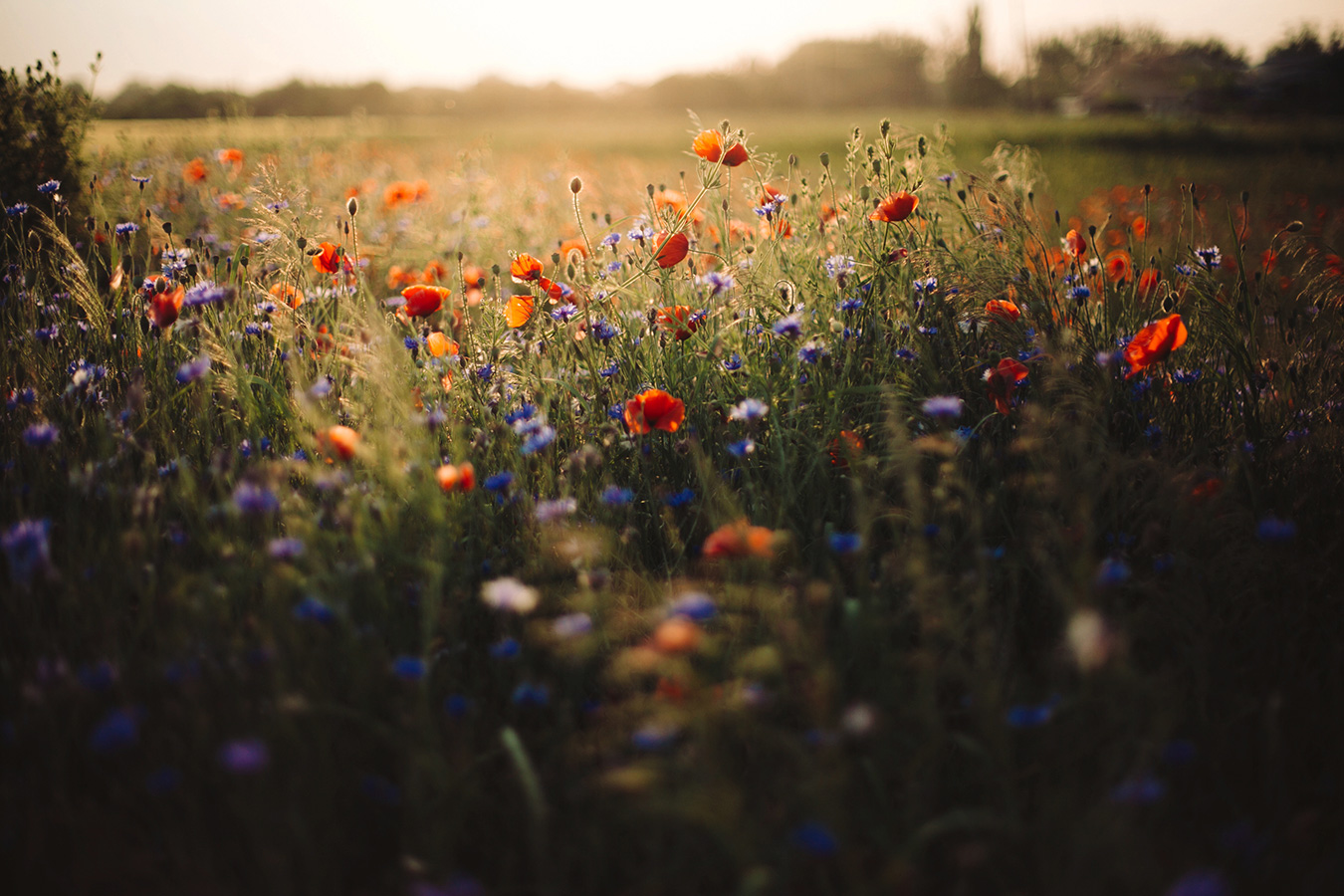 Running Down Wildflowers in Barnstable