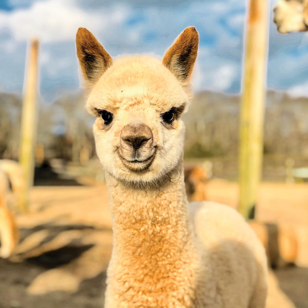 Alpaca Appeal
