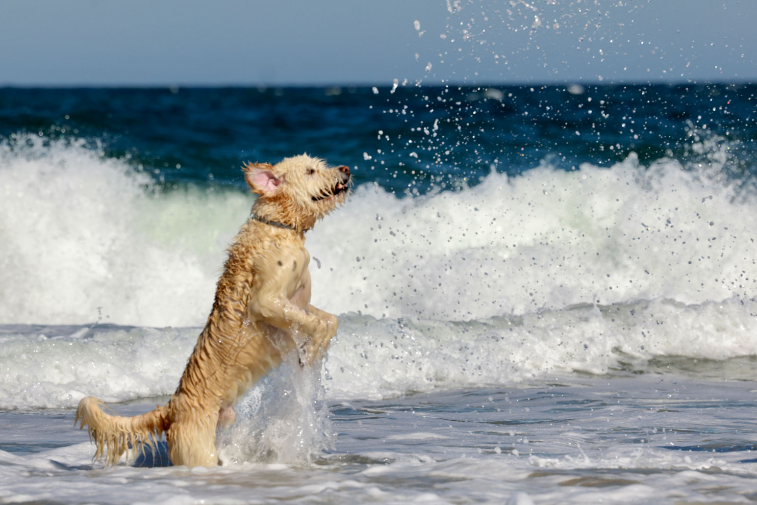 Dogs of Province Lands