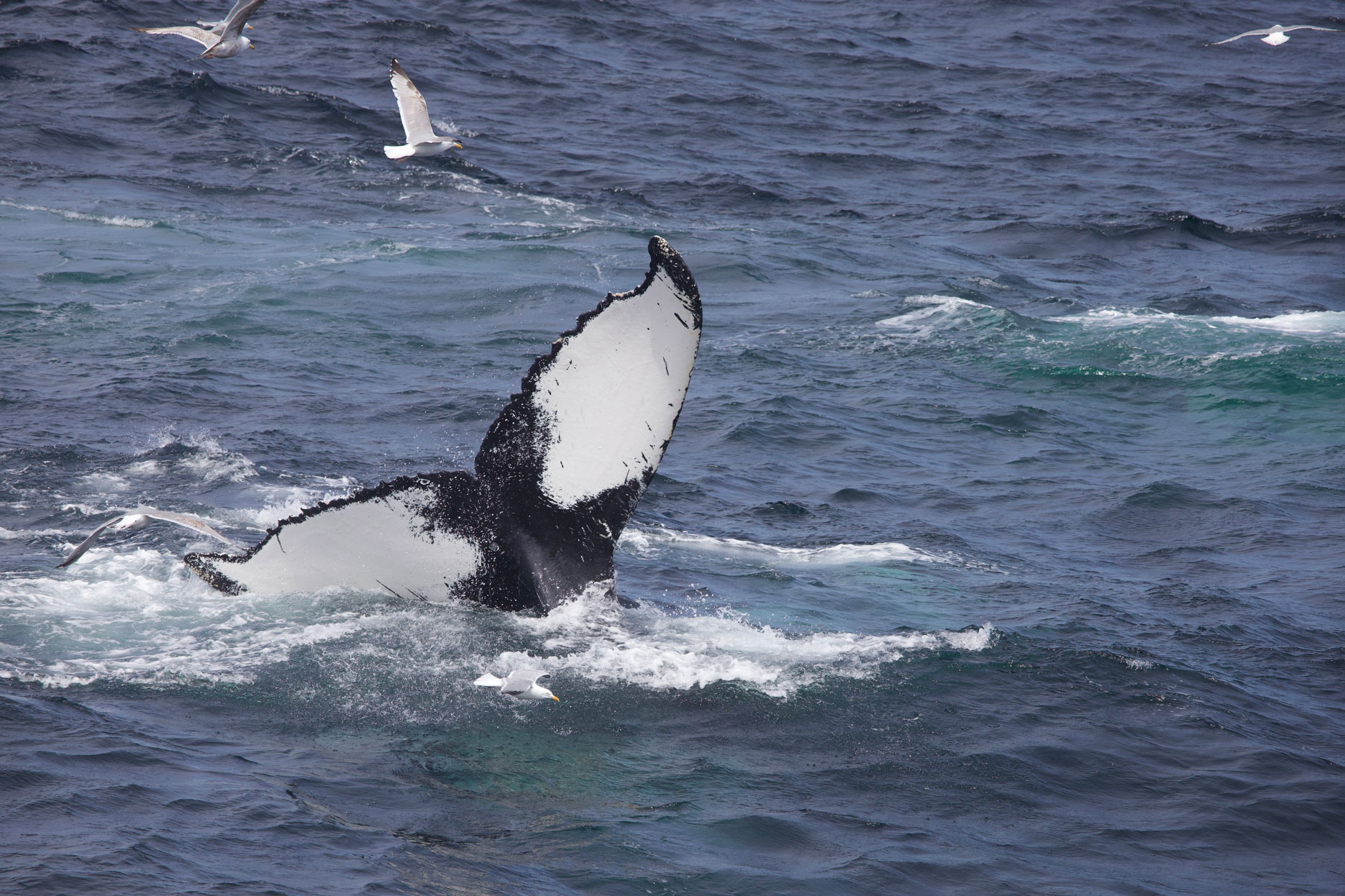 Gentle Giants